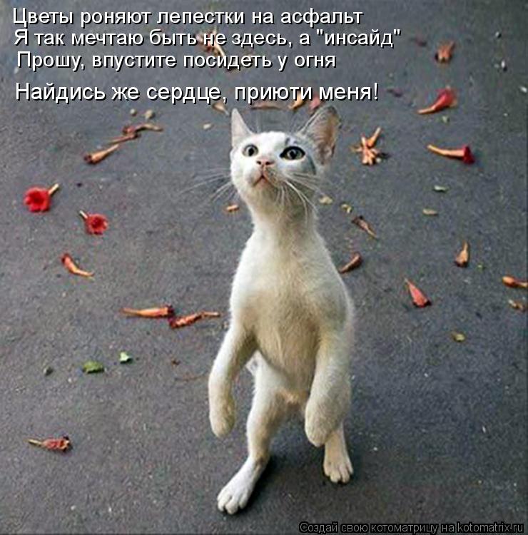 Цветы роняют лепестки на асфальт Я так мечтаю быть не здесь, а "инсайд" Прошу, впустите посидеть у ог... Котоматрица: Цветы роняют лепестки на асфальт Я так мечтаю быть не здесь, а "инсайд" Прошу, впустите посидеть у огня Найдись же сердце, приюти меня!