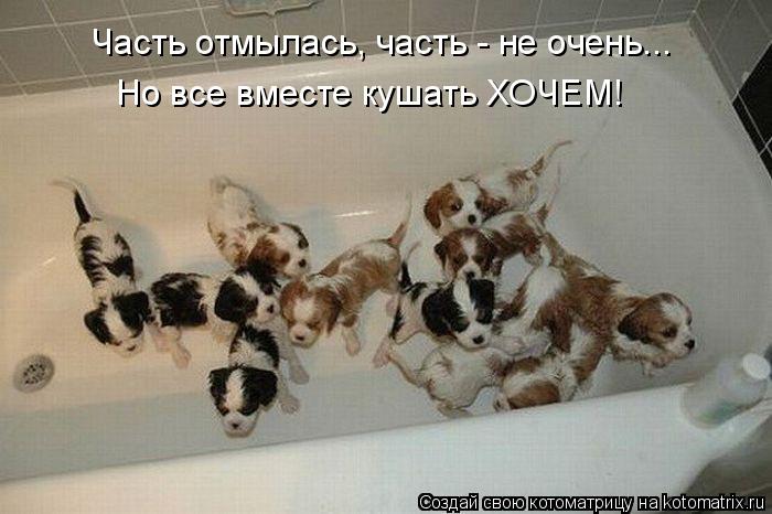 Часть отмылась, часть - не очень... Но все вместе кушать ХОЧЕМ!... Котоматрица: Часть отмылась, часть - не очень... Но все вместе кушать ХОЧЕМ!