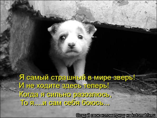Я самый страшный в мире зверь! И не ходите здесь теперь! Когда я сильно разозлюсь, То я....и сам себя... Котоматрица: Я самый страшный в мире зверь! И не ходите здесь теперь! Когда я сильно разозлюсь, То я....и сам себя боюсь...