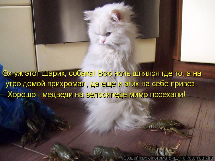 утро домой прихромал, да еще и этих на себе привёз. Хорошо - медведи на велосипеде мимо проехали! Ох ... Котоматрица: утро домой прихромал, да еще и этих на себе привёз. Хорошо - медведи на велосипеде мимо проехали! Ох уж этот Шарик, собака! Всю ночь шлялся где