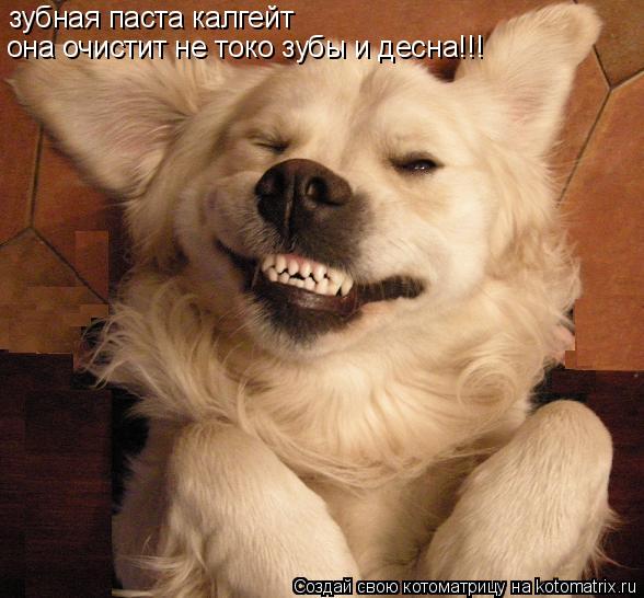 Не бойся я тобой зуб наш Не бойся я тобой зуб наш