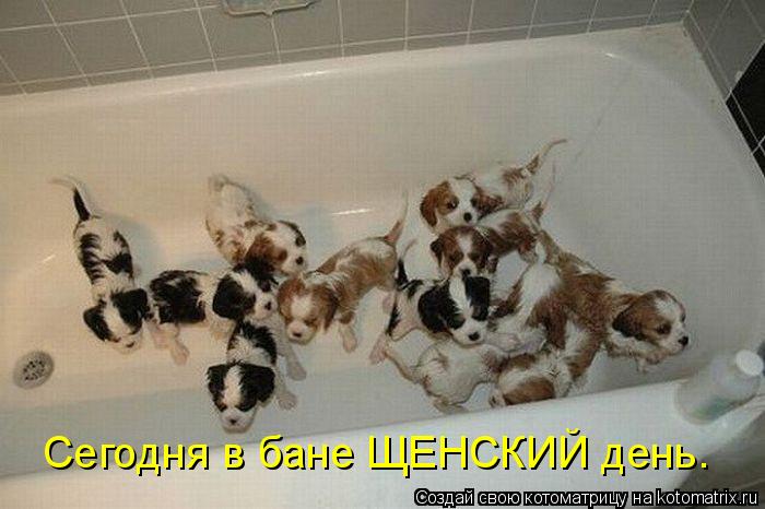 Сегодня в бане ЩЕНСКИЙ день.... Котоматрица: Сегодня в бане ЩЕНСКИЙ день.