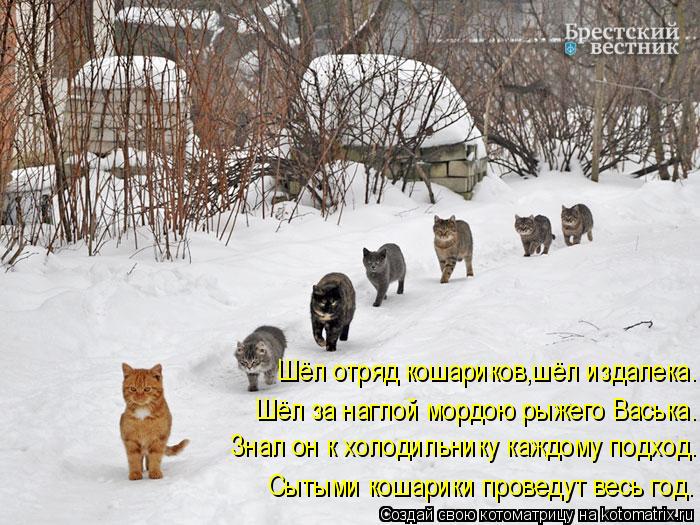 Котоматрица: Шёл отряд кошариков,шёл издалека. Шёл за наглой мордою рыжего Васька. Знал он к холодильнику каждому подход. Сытыми кошарики проведут весь 