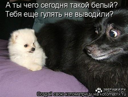А ты чего сегодня такой белый? Тебя еще гулять не выводили?... Котоматрица: А ты чего сегодня такой белый? Тебя еще гулять не выводили?
