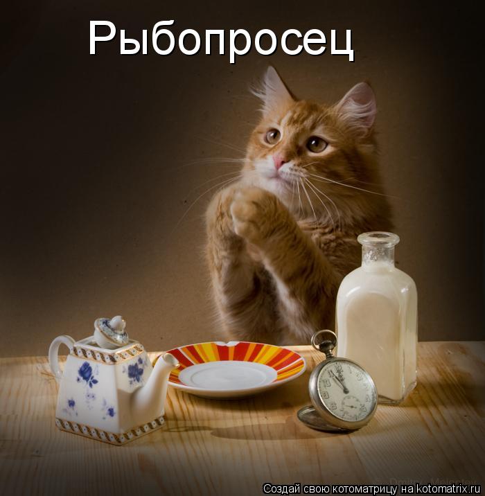 Рыбопросец... Котоматрица: Рыбопросец