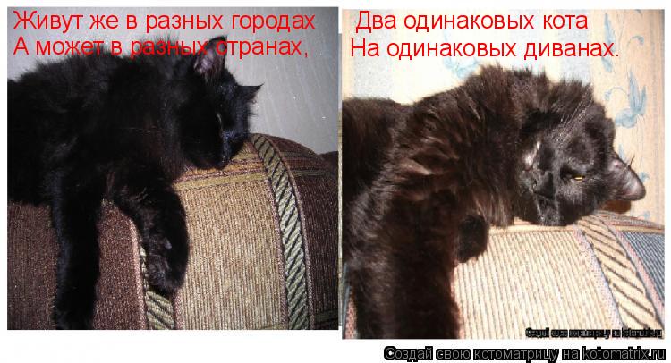 Котоматрица: Живут же в разных городах А может в разных странах, Два одинаковых кота На одинаковых диванах.