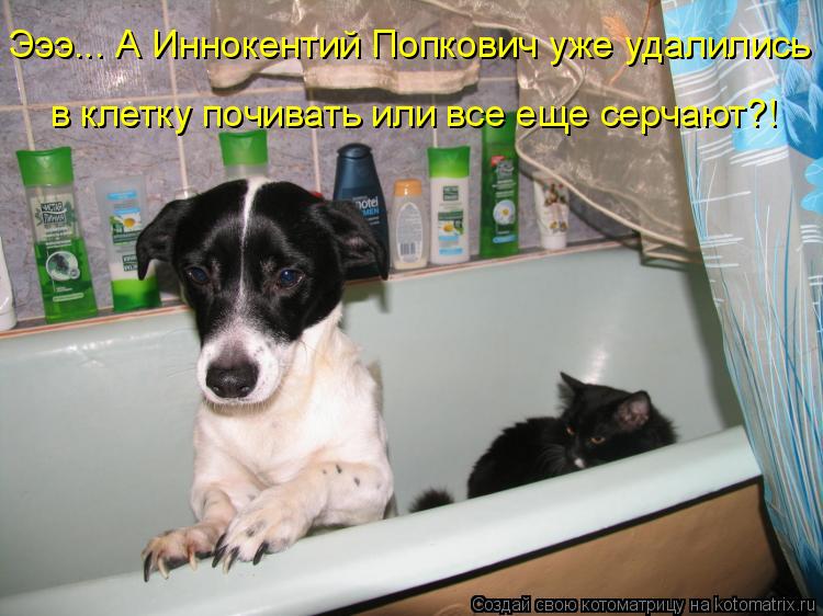 Эээ... А Иннокентий Попкович уже удалились в клетку почивать или все еще серчают?!... Котоматрица: Эээ... А Иннокентий Попкович уже удалились в клетку почивать или все еще серчают?!