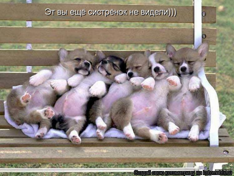 Эт вы ещё систрёнок не видели)))... Котоматрица: Эт вы ещё систрёнок не видели)))