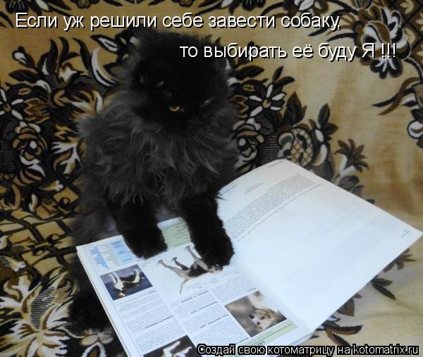 Если уж решили себе завести собаку, то выбирать её буду Я !!!... Котоматрица: Если уж решили себе завести собаку, то выбирать её буду Я !!!