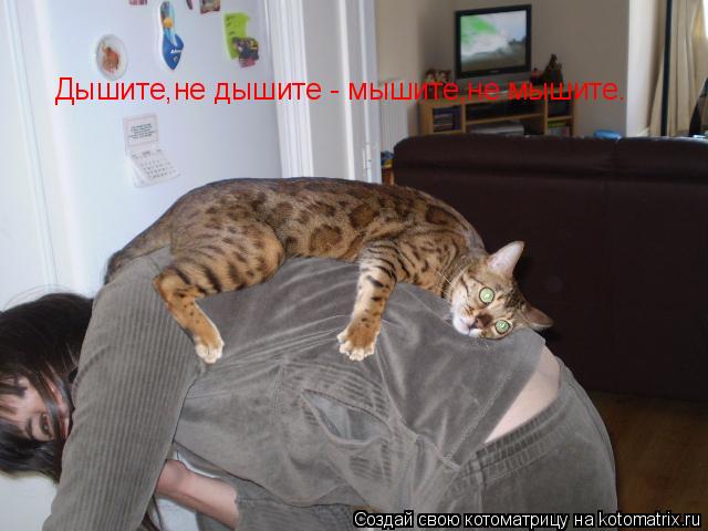 Дышите,не дышите - мышите,не мышите.... Котоматрица: Дышите,не дышите - мышите,не мышите.