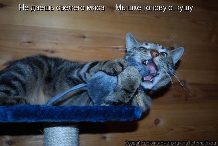 Не даешь свежего мяса Мышке голову откушу... Котоматрица: Не даешь свежего мяса Мышке голову откушу