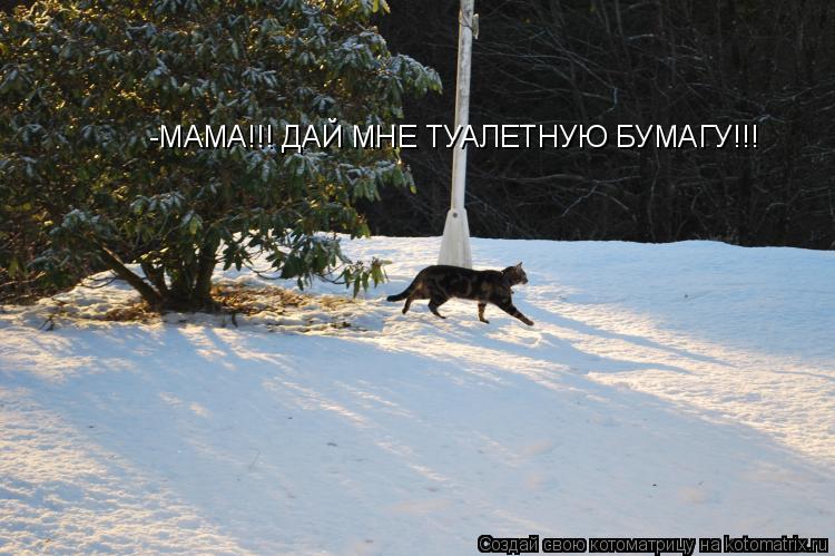 -МАМА!!! ДАЙ МНЕ ТУАЛЕТНУЮ БУМАГУ!!!... Котоматрица: -МАМА!!! ДАЙ МНЕ ТУАЛЕТНУЮ БУМАГУ!!!