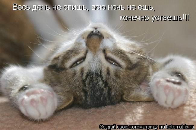 Котоматрица: Весь день не спишь, всю ночь не ешь, конечно устаешь!!! Весь день не спишь, всю ночь не ешь,  конечно устаешь!!!