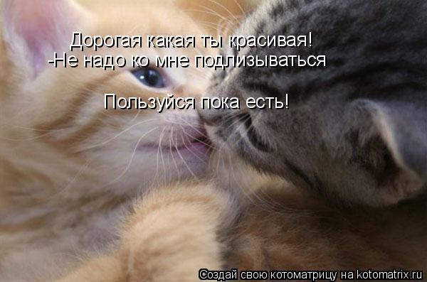 Дорогая какая ты красивая! -Не надо ко мне подлизываться Пользуйся пока есть!... Котоматрица: Дорогая какая ты красивая! -Не надо ко мне подлизываться Пользуйся пока есть!