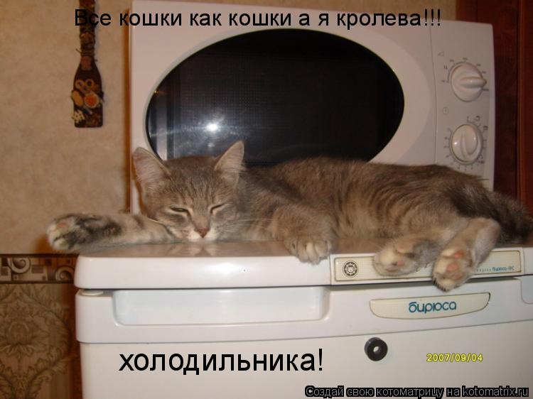 Котоматрица: Все кошки как кошки а я кролева!!! холодильника!