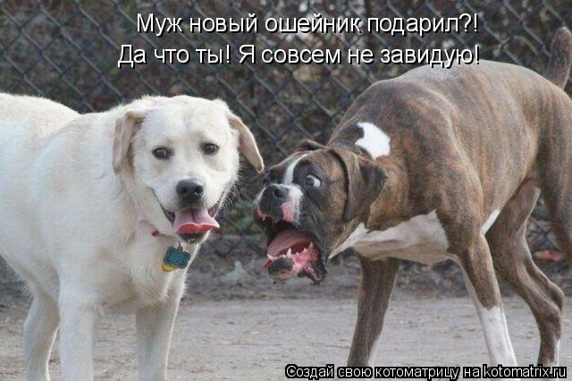 Муж новый ошейник подарил?! Да что ты! Я совсем не завидую!... Котоматрица: Муж новый ошейник подарил?! Да что ты! Я совсем не завидую!
