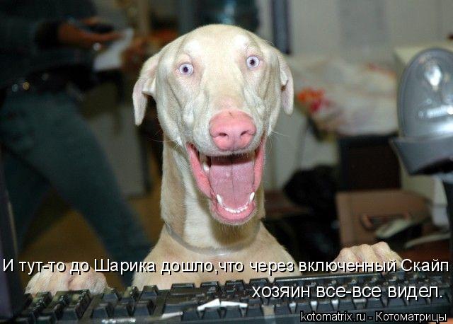 И тут-то до Шарика дошло,что через включенный Скайп хозяин все-все видел.... Котоматрица: И тут-то до Шарика дошло,что через включенный Скайп хозяин все-все видел.