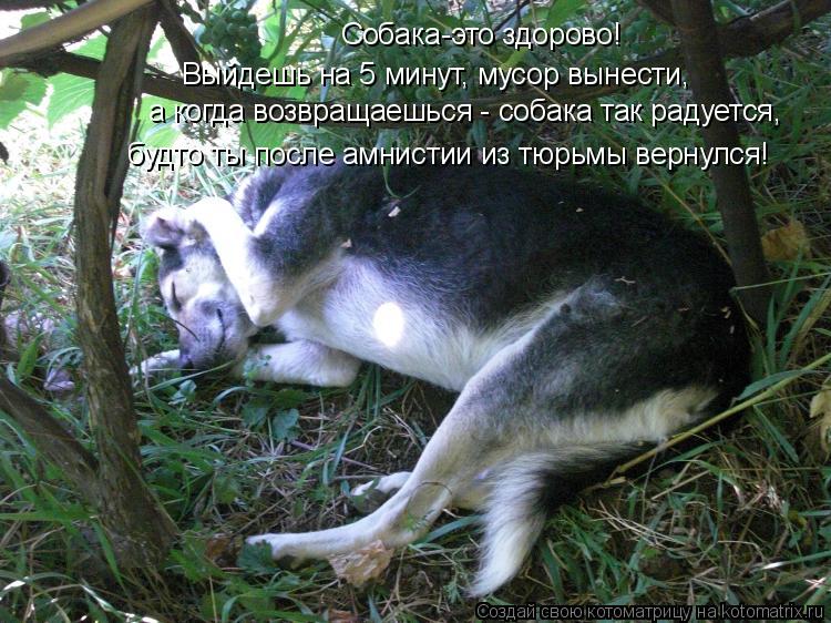Собака-это здорово! Выйдешь на 5 минут, мусор вынести, а когда возвращаешься - собака так радуется, ... Котоматрица: Собака-это здорово! Выйдешь на 5 минут, мусор вынести, а когда возвращаешься - собака так радуется, будто ты после амнистии из тюрьмы вернул