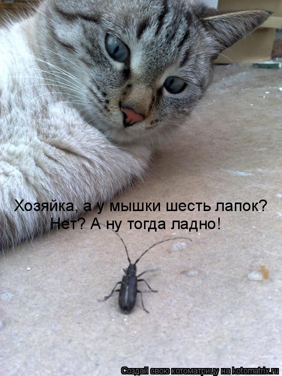 Хозяйка, а у мышки шесть лапок? Нет? А ну тогда ладно!... Котоматрица: Хозяйка, а у мышки шесть лапок? Нет? А ну тогда ладно!