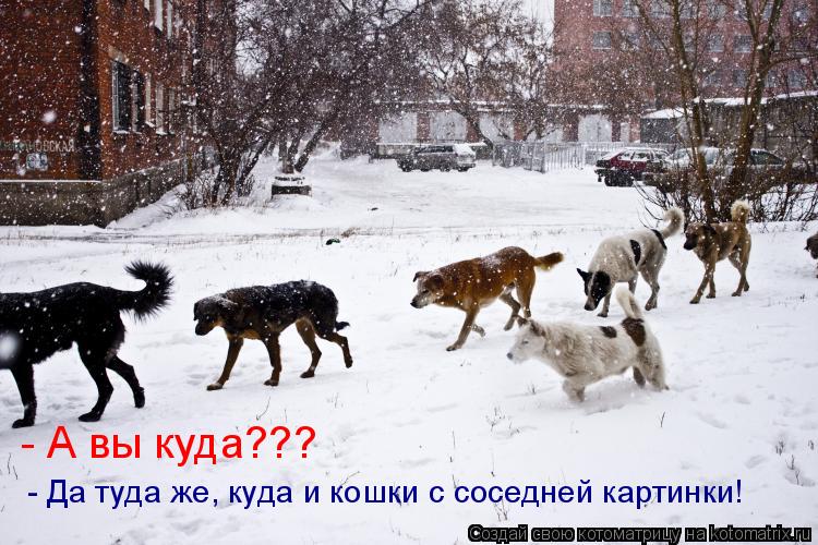 - А вы куда??? - Да туда же, куда и кошки с соседней картинки!... Котоматрица: - А вы куда??? - Да туда же, куда и кошки с соседней картинки!