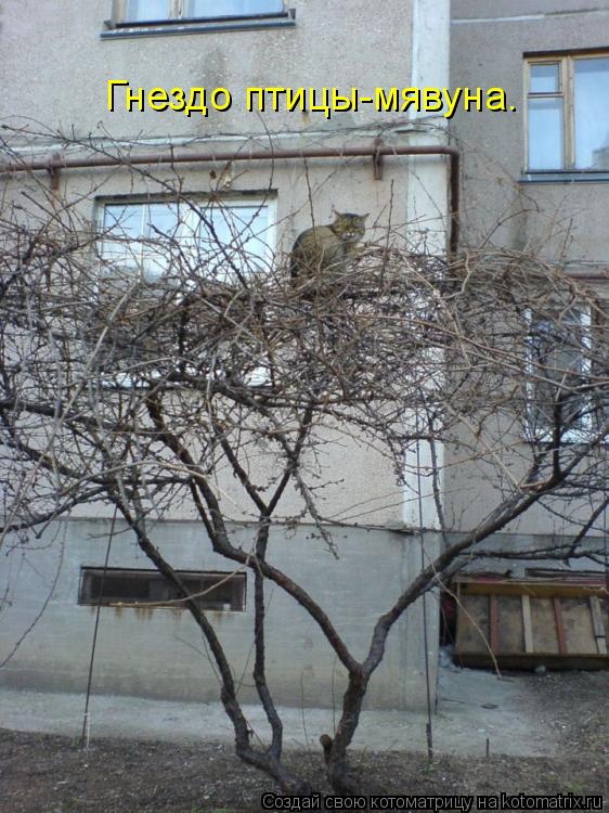 Гнездо птицы-мявуна.... Котоматрица: Гнездо птицы-мявуна.