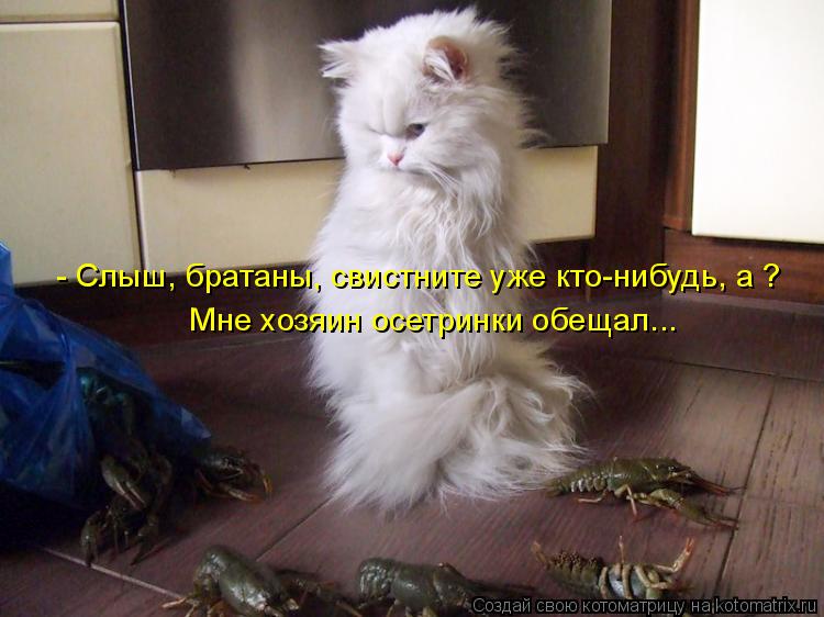 - Слыш, братаны, свистните уже кто-нибудь, а ? Мне хозяин осетринки обещал...... Котоматрица: - Слыш, братаны, свистните уже кто-нибудь, а ? Мне хозяин осетринки обещал...