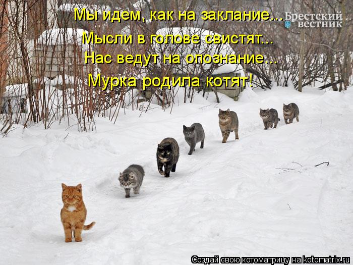 Мы идем, как на заклание... Мысли в голове свистят... Нас ведут на опознание... Мурка родила котят!... Котоматрица: Мы идем, как на заклание... Мысли в голове свистят... Нас ведут на опознание... Мурка родила котят!