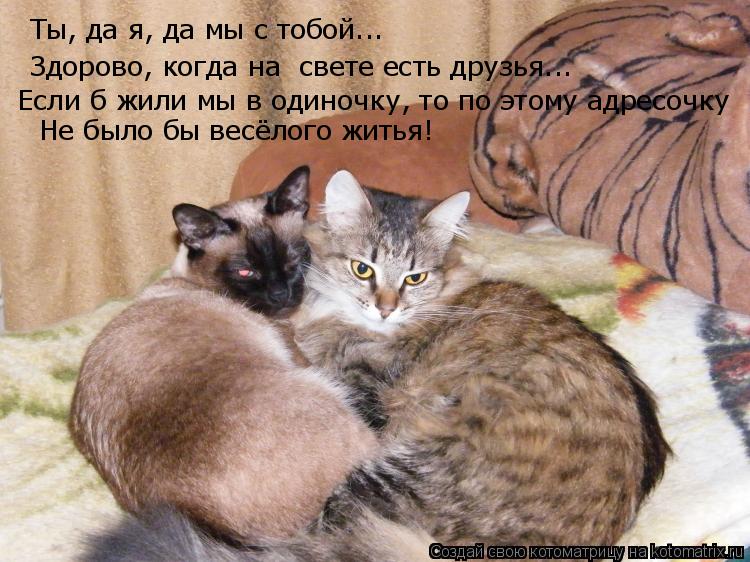 Котоматрица: Ты, да я, да мы с тобой... Здорово, когда на  свете есть друзья... Если б жили мы в одиночку, то по этому адресочку Не было бы весёлого житья!