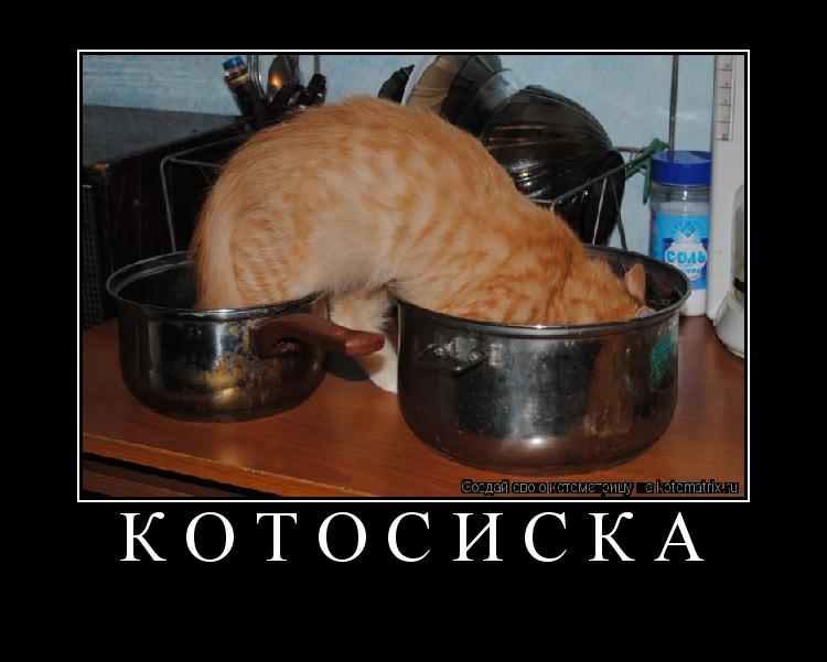 Котоматрица: котосиска 