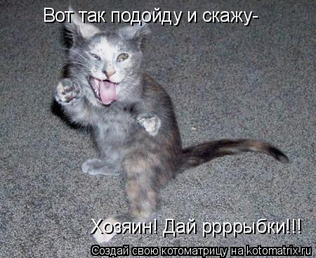 Вот так подойду и скажу- Хозяин! Дай ррррыбки!!!... Котоматрица: Вот так подойду и скажу- Хозяин! Дай ррррыбки!!!