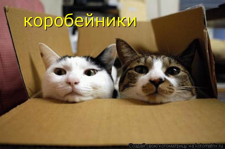 коробейники... Котоматрица: коробейники