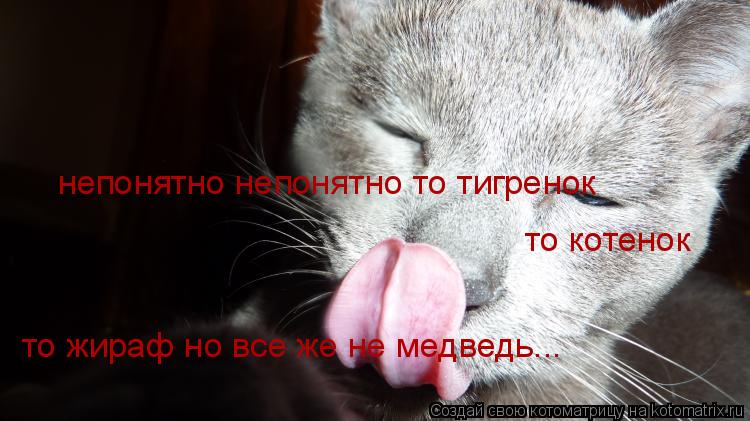 непонятно непонятно то тигренок то котенок то жираф но все же не медведь...... Котоматрица: непонятно непонятно то тигренок то котенок то жираф но все же не медведь...