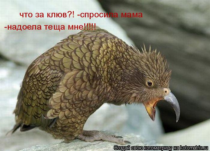 что за клюв?! -спросила мама -надоела теща мне!!!!!... Котоматрица: что за клюв?! -спросила мама -надоела теща мне!!!!!