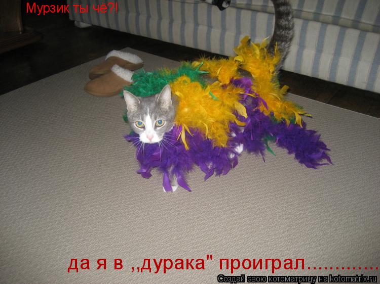 Мурзик ты чё?! да я в ,,дурака" проиграл................ Котоматрица: Мурзик ты чё?! да я в ,,дурака" проиграл.............
