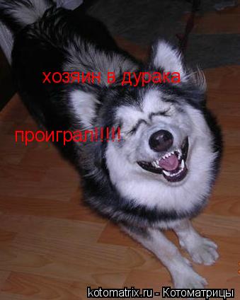 хозяин в дурака проиграл!!!!!... Котоматрица: хозяин в дурака проиграл!!!!!