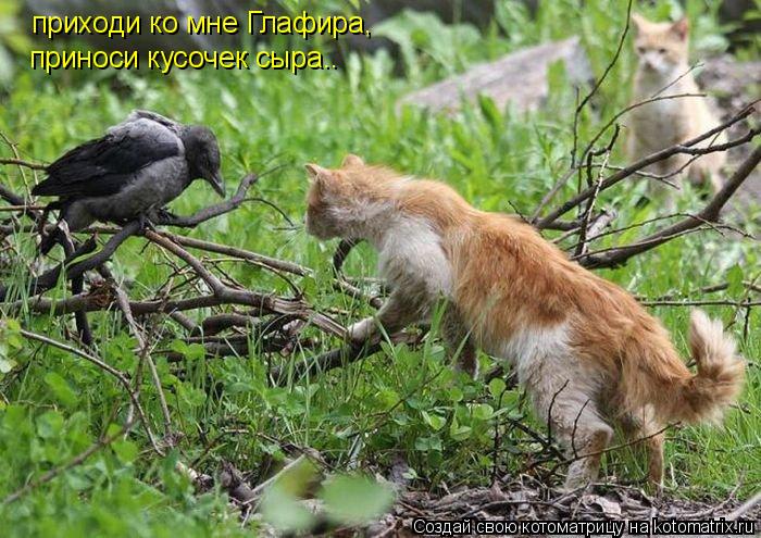 приходи ко мне Глафира, приноси кусочек сыра..... Котоматрица: приходи ко мне Глафира, приноси кусочек сыра..