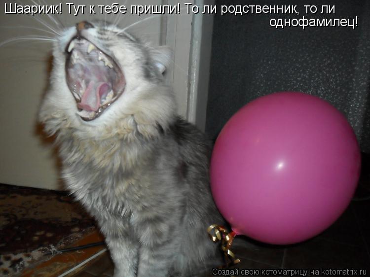Шаариик! Тут к тебе пришли! То ли родственник, то ли однофамилец!... Котоматрица: Шаариик! Тут к тебе пришли! То ли родственник, то ли однофамилец!