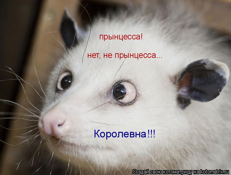 прынцесса! прынцесса! нет, не прынцесса... Королевна!!!... Котоматрица: прынцесса! прынцесса! нет, не прынцесса... Королевна!!!