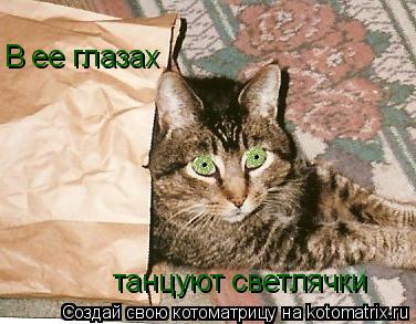 В ее глазах танцуют светлячки... Котоматрица: В ее глазах танцуют светлячки