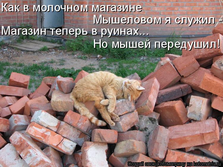Котоматрица: Как в молочном магазине Мышеловом я служил - Но мышей передушил! Магазин теперь в руинах...