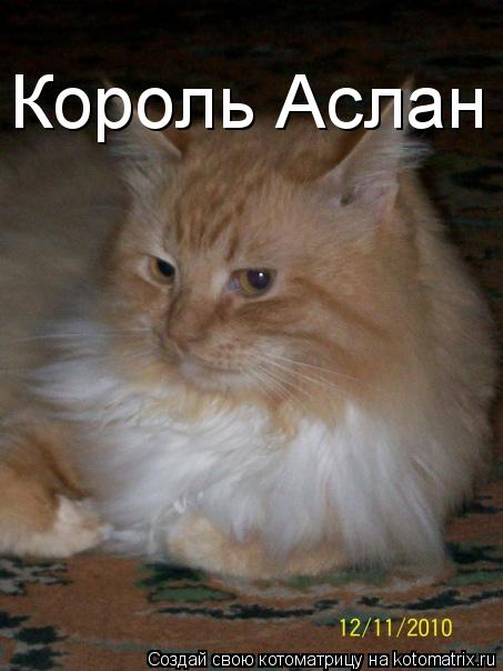 Король Аслан... Котоматрица: Король Аслан