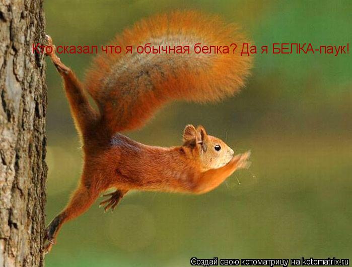 Кто сказал что я обычная белка? Да я БЕЛКА-паук! Сделал фоту Максим Виноградов.... Котоматрица: Кто сказал что я обычная белка? Да я БЕЛКА-паук! Сделал фоту Максим Виноградов.