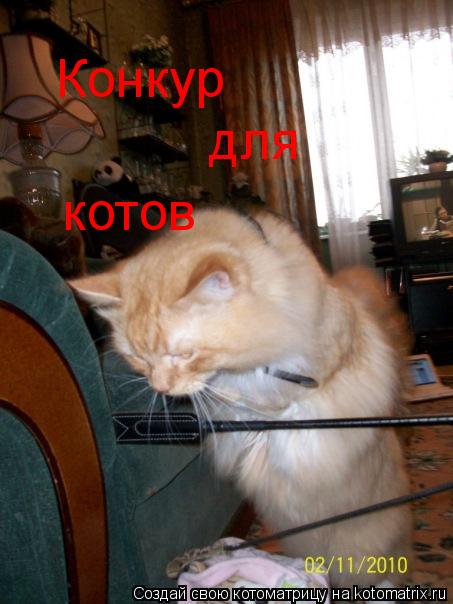 Конкур для котов... Котоматрица: Конкур для котов