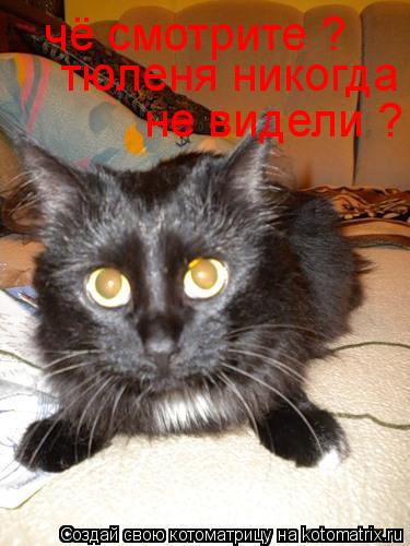 чё смотрите ? тюленя никогда не видели ?... Котоматрица: чё смотрите ? тюленя никогда не видели ?