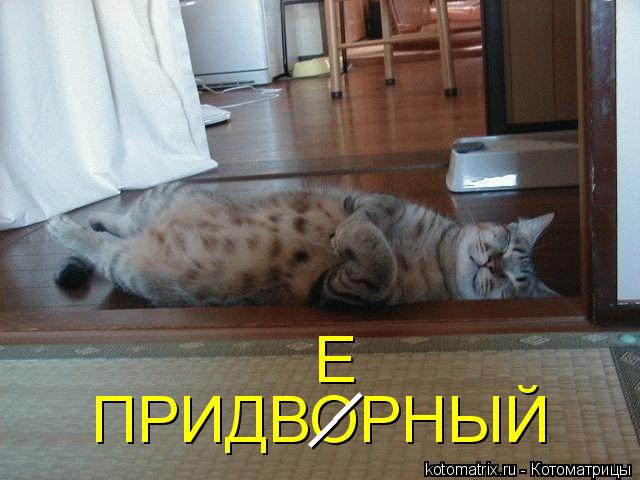 ПРИДВОРНЫЙ Е __... Котоматрица: ПРИДВОРНЫЙ Е __