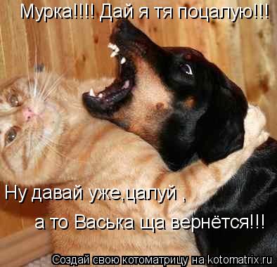 Мурка!!!! Дай я тя поцалую!!! Ну давай уже,цалуй , а то Васька ща вернётся!!!... Котоматрица: Мурка!!!! Дай я тя поцалую!!! Ну давай уже,цалуй , а то Васька ща вернётся!!!