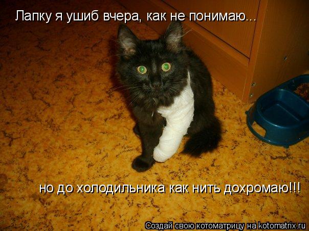 Лапку я ушиб вчера, как не понимаю... но до холодильника как нить дохромаю!!!... Котоматрица: Лапку я ушиб вчера, как не понимаю... но до холодильника как нить дохромаю!!!