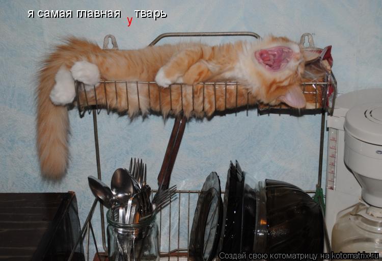 Котоматрица: я самая главная    тварь у
