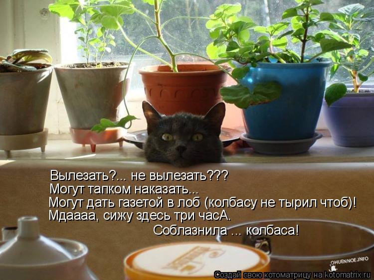Вылезать?... не вылезать??? Могут тапком наказать... Могут дать газетой в лоб (колбасу не тырил чтоб)... Котоматрица: Вылезать?... не вылезать??? Могут тапком наказать... Могут дать газетой в лоб (колбасу не тырил чтоб)! Мдаааа, сижу здесь три часА. Соблазнила ...