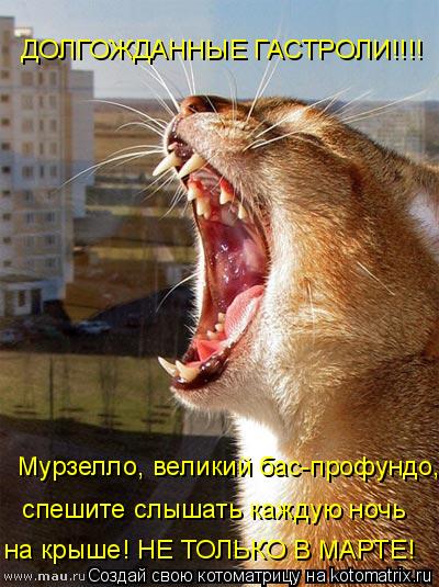 Мурзелло, великий бас-профундо, ДОЛГОЖДАННЫЕ ГАСТРОЛИ!!!! спешите слышать каждую ночь на крыше! НЕ ТО... Котоматрица: Мурзелло, великий бас-профундо, ДОЛГОЖДАННЫЕ ГАСТРОЛИ!!!! спешите слышать каждую ночь на крыше! НЕ ТОЛЬКО В МАРТЕ!